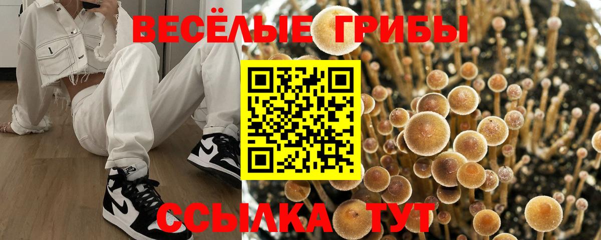 Большой Камень  Галлюциногенные грибы прущие грибы  Галлюциногенные грибы мицелий  Вход с VPN 